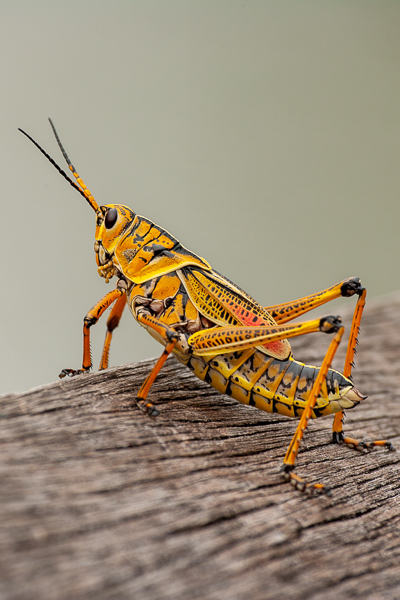 Grasshopper;Keepers;bug;insect