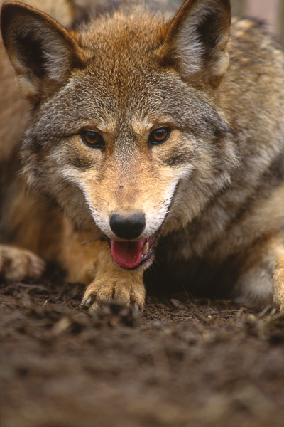 Animals;Canis lupus rufus;GSMNP;Great Smoky Mountains National Park;Keepers;Mammals;Red Wolf;Smokey;Smoky Mountains;TN;Tennessee;United States;Wildlife;Wolf;panting;quiet;rest;resting;smoky