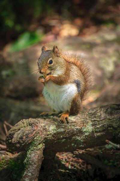 Alert;Animal;Animals;Furry;Great Smoky Mountains National Park;Keepers;Mammal;Mammals;Soft;Squirrel;Stock categories;Tennessee;United States;Wildlife
