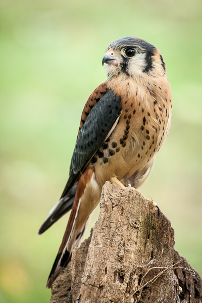 Animals;Avian;Beak;Bird;Bird of Prey;Birds;Keepers;Ornithology;Predator;Tennessee;United States;Wings;feathers;raptor