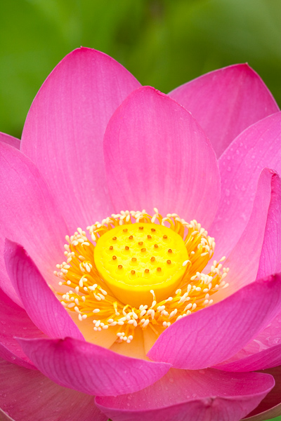 Bloom;Blossom;Blossoms;Floret;Floweret;Flowering;Flowers;Keepers;Petal;Petals;Pink;Pistil;Stamen;Warm Colors;Warm Palette;Warm Tones;Yellow;bloom;color;flora;floral;flower;green;magenta;plants;yellow