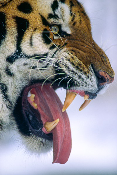Animals;Carnivore;Cat;Keepers;Mammals;Panthera tigris altaica;Siberian Tiger;Tiger;Vicious;Wildlife;canine;growl;incisors;open;teeth;tongue