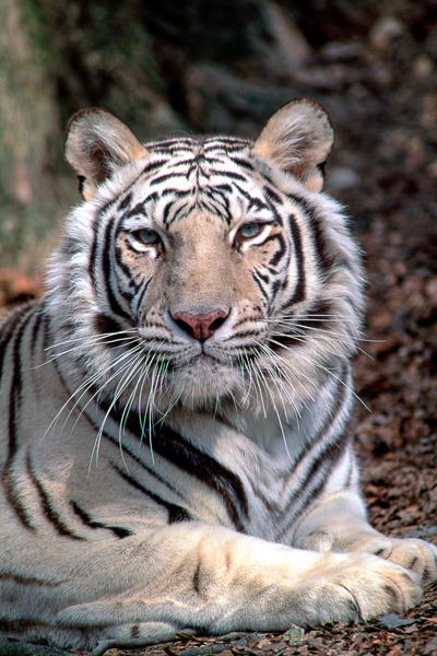 Bangladesh;Bhutan;India;Keepers;Myanmar;Nepal;Panthera tigris bengalensis;Panthera tigris tigris;Solitary;Tibet;Warm Colors;Warm Palette;Warm Tones;White;adult;bamboo;black;cats;color;fierce;grass;regal;single;stripe;tenderness;yellow