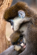 Animals;Keepers;Mammal;Mammals;Monkey;Spot_nosed-Guenon;monkey