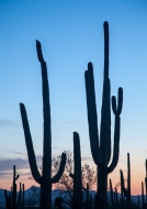 Arid;Arizona;Blue;Blues;Cacti;Cactus;Carnegiea-gigantea;Contour;Cool-Colors;Cool