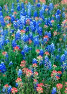 Abstract;Abstraction;Bloom;Blossom;Blossoms;Blue;Bluebonnets;Blues;Botanical;Cal