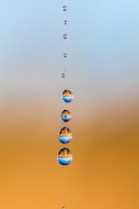 Abstract;Abstraction;Brown;Calm;Close-up;Dew;Droplets;Drops;Gold;Healing;Health-