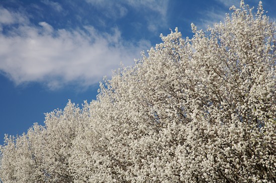 Bloom;Blossom;Blossoms;Blue;Floret;Flower;Floweret;Flowering;Flowers;Petal;Petals;Pistel;Road;Sky;Stamen;Tree;White