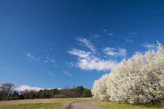 Bloom;Blossom;Blossoms;Blue;Floret;Flower;Floweret;Flowering;Flowers;Petal;Petals;Pistel;Road;Sky;Stamen;Trail;Tree;White