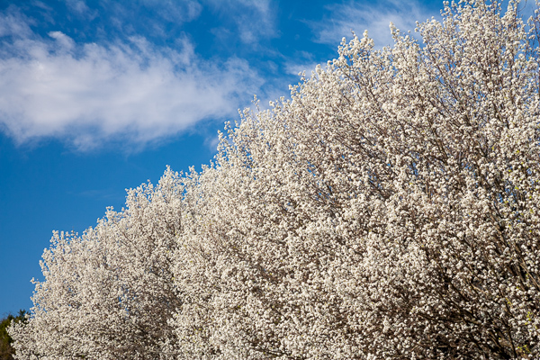 Bloom;Blossom;Blossoms;Blue;Blues;Calm;Cloud;Cloud Formation;Clouds;Cool Colors;Cool Palette;Cool Tones;Flora;Floral;Floret;Floweret;Flowering;Flowers;Healing;Health care;Healthcare;Nature;Pastoral;Petal;Petals;Pistel;Stamen;Tree;White;bloom;blue;color;flora;floral;flower;landscape;oneness;peaceful;plants;restful;serene;sky;soothing;tranquil;tree limbs;trees;zen
