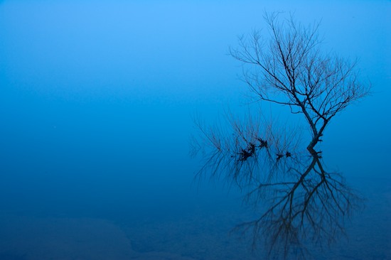 Bark;Blue;Body of water;Branch;Branches;Fall Creek Falls State Resort Park;Fog;Foggy;Haze;Herbaceous;Lake;Mist;Misty;Obscured;Pikeville;Plant;Pond;Reflection;Reflections;Silhouette;Tennessee;Tree;Tree Trunk;Trees;Trunk