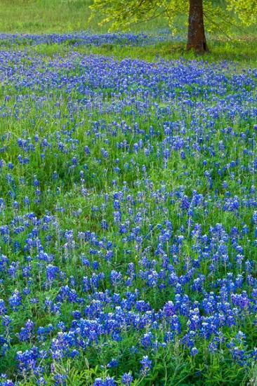 Bloom;Blossom;Blossoms;Blue;Blues;Calm;Close-up;College Station;Cool Colors;Cool Palette;Cool Tones;Fabaceae;Floret;Floweret;Flowering;Flowers;Flowers & Plants;Gold;Healing;Health care;Healthcare;Herbaceous;Lavender;Lupinus texensis;Nature;Pastoral;Periwinkle;Petal;Petals;Pistil;Prairie;Stamen;Texas;Texas Bluebonnet;Tree;United States;Warm Colors;Warm Palette;Warm Tones;Woodland;Yellow;bark;bloom;blue;branch;color;dandelions;field;flora;floral;flower;grass;green;landscape;meadow;oneness;pasture;peaceful;plant;plants;purple;restful;serene;soothing;tranquil;tree limbs;tree trunk;trees;trunk;wildflower;wildflowers;yellow;zen