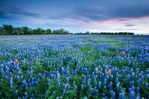 Bloom;Blossom;Blossoms;Break of Day;Brenham;Dawn;Daybreak;Dusk;Evening;Fabaceae;Field;First Light;Floret;Flower;Floweret;Flowering;Flowers;Green;Indian Paintbrush;Lupinus texensis;Meadow;Morning;Orange;Petal;Petals;Pistil;Prairie;Red;Sky;Stamen;Sun-up;Sunset;Texas;Texas Bluebonnet;bloom;close of day;eventide;flora;floral;last Light;pasture;sun