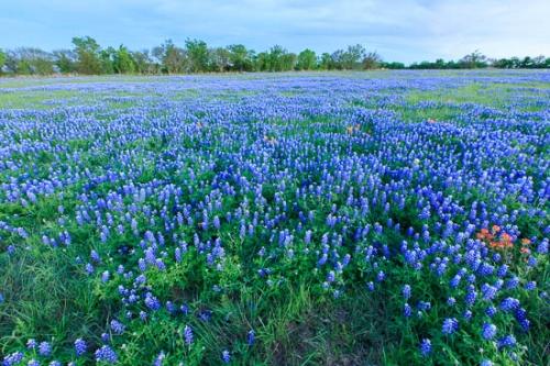 Bloom;Blossom;Blossoms;Break of Day;Brenham;Dawn;Daybreak;Dusk;Evening;Fabaceae;Field;First Light;Floret;Flower;Floweret;Flowering;Flowers;Green;Indian Paintbrush;Lupinus texensis;Meadow;Morning;Orange;Petal;Petals;Pistil;Prairie;Red;Sky;Stamen;Sun-up;Sunset;Texas;Texas Bluebonnet;bloom;close of day;eventide;flora;floral;last Light;pasture;sun