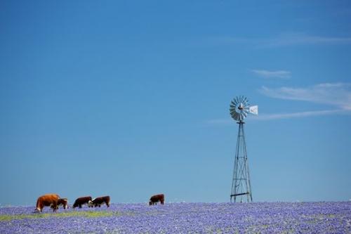 Field;Cow;Agriculture;windmill;floral;Farmland;Blue;Farm;grass;Wildflower;Sky;Cows;Bloom;Green;bluebonnet;Flowers;Texas;Flora;Brenham;Fields;Flowering;bluebonnets;Flower;Farming;Agricultural