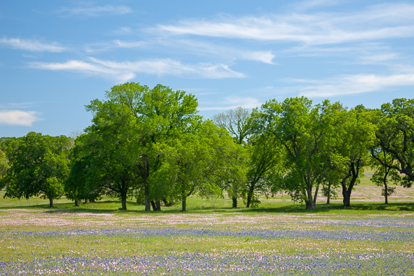 Bloom;Blossom;Blossoms;Blue;Branches;Brenham;Calm;Cloud;Cloud Formation;Clouds;Concepts;Cool Colors;Cool Palette;Cool Tones;Flora;Floral;Flower;Floweret;Flowering;Flowers;Flowers & Plants;Green;Greens;Healing;Health care;Healthcare;Leaves;Minimalism;Nature;Oneness;Pastoral;Petal;Seasons;Spring;Springtime;Sunlight;Sunshine;Texas;Tree;United States;Wildflower;bloom;color;flora;floral;flower;landscape;peaceful;plants;restful;serene;sky;soothing;sunlit;tranquil;tree;tree limbs;trees;trunk;zen