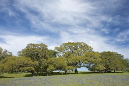 Bluebonnets;Plant;Pistil;Shadow;Weather;Brown;Blue;Petal;Floret;Texas;Trees;Clouds;Green;Herbaceous;Tree;agriculture;Flower;Floweret;Cloud Formation;ranch;Sky;Branches;Branch;Blossoms;Flowers;bark;Brenham;Cloud;Petals;Bloom;Flowering;farm;Stamen;Tree Trunk;pasture;Shade;Trunk;Blossom;farming