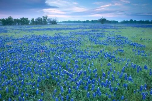 Cloud Formation;Petals;Break of Day;Sun-up;Brenham;evening;last Light;Purple;Blue;Meadow;Bloom;First Light;close of day;Fabaceae;Flowering;Lupinus texensis;Morning;Stamen;sunset;sun;Lavender;Bluebonnets;Pistil;dusk;Dawn;Flowers;Field;Cloud;Daybreak;eventide;Petal;Prairie;Green;Texas;Texas Bluebonnet;Weather;Sky;Flower;Floret;Floweret;Blossom;Periwinkle;Pasture;Blossoms;Clouds