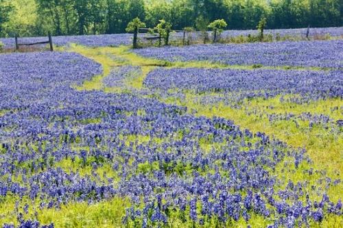Floret;Texas Bluebonnet;Floweret;Lupinus texensis;Herbaceous;Petals;ranch;Petal;Plant;bark;Branches;fence;farm;Pistil;agriculture;Tree;Branch;pasture;Purple;Trees;Blossom;Blue;Brenham;Fabaceae;Texas;farming;Tree Trunk;Bluebonnets;Bloom;Flower;Stamen;Flowering;Periwinkle;Trunk;Flowers;Blossoms;Lavender