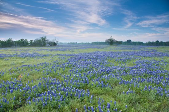 Flowers;Lavender;Periwinkle;close of day;Lupinus texensis;Bluebonnets;Bloom;Meadow;Clouds;Weather;Blue;dusk;First Light;sunset;Break of Day;Cloud Formation;Petals;Morning;evening;Floret;Green;Flower;Floweret;last Light;Daybreak;Prairie;Texas Bluebonnet;Brenham;Fabaceae;Petal;Dawn;Stamen;Sun-up;Texas;Pistil;Cloud;sun;Sky;Purple;Field;eventide;Blossoms;Pasture;Flowering;Blossom