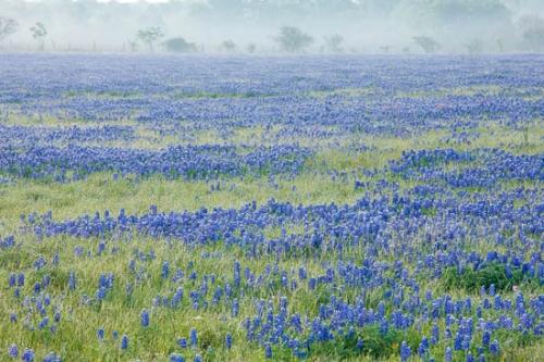 Bloom;Blossom;Blossoms;Blue;Bluebonnets;Break of Day;Brenham;Cloud;Cloud Formation;Clouds;Dawn;Daybreak;Dusk;Evening;Fabaceae;Field;First Light;Floret;Flower;Floweret;Flowering;Flowers;Green;Lavender;Lupinus texensis;Meadow;Morning;Periwinkle;Petal;Petals;Pistil;Prairie;Purple;Sky;Stamen;Sun-up;Sunset;Texas;Texas Bluebonnet;Weather;bloom;close of day;eventide;flora;floral;fog;last Light;pasture;sun
