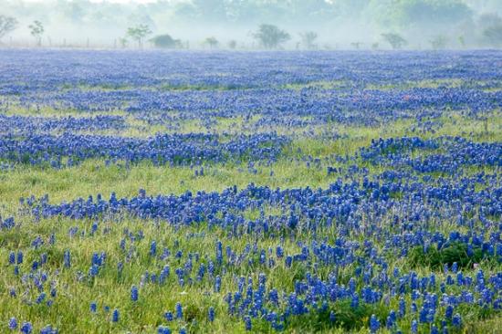 Bloom;Blossom;Blossoms;Blue;Bluebonnets;Blues;Break of Day;Brenham;Cloud;Cloud Formation;Clouds;Cool Colors;Cool Palette;Cool Tones;Dusk;Fabaceae;First Light;Floret;Floweret;Flowering;Flowers;Fog;Lavender;Lupinus texensis;Periwinkle;Petal;Petals;Pistil;Prairie;Stamen;Sun-up;Texas;Texas Bluebonnet;United States;Weather;bloom;blue;close of day;color;dawn;daybreak;dusk;evening;eventide;field;flora;floral;flower;foggy;green;haze;last Light;meadow;mist;misty;morn;morning;nightfall;pasture;plants;purple;sky;sun;sundown;sunset;twilight