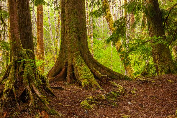Blossom;Blossoms;Botanical;Branches;Brown;Calm;Flora;Floweret;Flowering;Flowers;Forest;Forested;Gold;Healing;Health care;Healthcare;Herb;Herbaceous;Moss;Nature;Olympic National Park;Pastoral;Plant;Shrub;Tan;Timber;Timberland;Tree;United States;Wabi Sabi;Warm Colors;Warm Palette;Warm Tones;Washington;Wood;Woodland;Woodlands;Woods;Yellow;bark;bloom;botanicals;botany;branch;color;flora;floral;flower;green;greenery;herbage;landscape;limbs;oneness;orange;peaceful;plant;plants;restful;serene;soothing;tranquil;tree limbs;tree trunk;trees;trunk;vegetation;yellow;zen