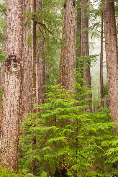 Branches;Brown;Calm;Fog;Forest;Healing;Health care;Healthcare;Herbaceous;Mist;Nature;Obscured;Olympic National Park;Pastoral;Plant;Sol Duc Valley;Tan;Timber;Timberland;Tree;United States;Warm Colors;Warm Palette;Warm Tones;Washington;Wood;Woodland;Woodlands;Woods;bark;branch;color;foggy;green;haze;landscape;mist;misty;oneness;peaceful;plant;plants;restful;serene;soothing;tranquil;tree limbs;tree trunk;trees;trunk;zen