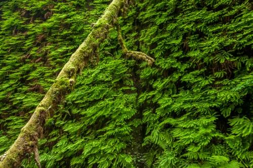 Botanical;Branches;California;Fern Canyon;Herb;Herbaceous;Prairie Creek Redwood State Park;Redwood National Park;Shrub;Tree;United States;bark;botanicals;botany;branch;flora;green;greenery;herbage;plant;plants;tree trunk;trees;trunk;vegetation