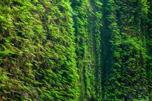 Abstract;Abstraction;Abstractions;Botanical;Brown;California;Calm;Fern Canyon;Healing;Health care;Healthcare;Herb;Line;Looking up;Nature;Pastoral;Patterns;Prairie Creek Redwood State Park;Redwood National Park;Shape;Shrub;Stock categories;Textures;United States;Wall;botanicals;botany;fern;flora;green;greenery;herbage;landscape;leaves;oneness;pattern;peaceful;plant;plants;restful;serene;shapes;soothing;tranquil;vegetation;zen