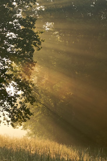 Beams;Break of Day;Dawn;Daybreak;First Light;Gold;Green;light;Morning;Rays;Sun-up;Sunlight;Tan;Yellow