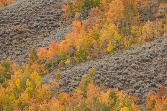 Autumn;Fall;Grand Tetons;Green;Herbaceous;Hill;Hillside;Mountain;Mountain Side;Orange;Plant;Sage Brush;Tan;Tree;Tree Trunk;Trees;Trunk;Wyoming;Yellow