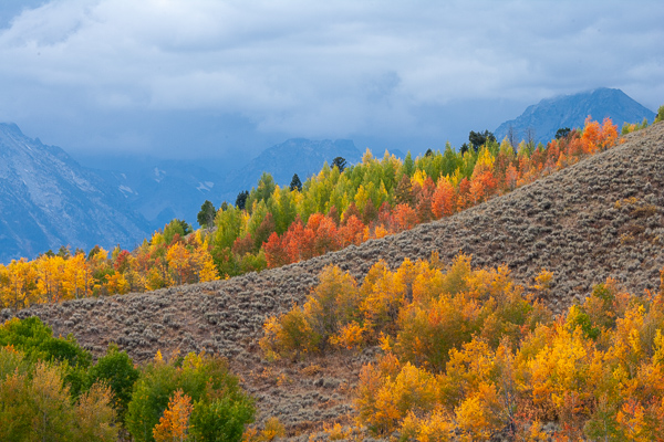 Autumn;Blue;Blues;Branches;Calm;Cloud;Cloud Formation;Clouds;Cool Colors;Cool Palette;Cool Tones;Fall;Forest;Forested;Gold;Grand Teton National Park;Grand Tetons;Grand Tetons National Park;Green;Greens;Habitat;Healing;Health care;Healthcare;Herbaceous;Hill;Horizontal;Jackson Hole;Leaf;Leafy;Leaves;Maine;Mountain;Mountain Side;Mountain Top;Mountainous;Mountains;Nature;Peak;Pinnacle;Plant;Precipice;Range;Seasons;Summit;Timber;Timberland;Tree;United States;Warm Colors;Warm Palette;Warm Tones;Weather;Wood;Woodland;Woods;Wyoming;Yellow;blue;branch;color;foliage;green;landscape;leaves;orange;peaceful;plant;plants;red;restful;serene;silhouette;sky;soothing;tranquil;tree;tree limbs;trees