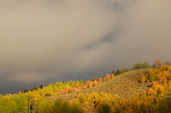 Autumn;Fall;Forest;Gold;Grand Tetons;Green;Herbaceous;Hill;Hillside;Mountain;Mountain Side;Orange;Plant;Sage Brush;Tan;Timber;Timberland;Tree;Tree Trunk;Trees;Trunk;Wood;Woodland;Woodlands;Woods;Wyoming;Yellow