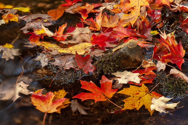 Appalachian Trail;Autumn;Botanical;Boulder;Boulders;Calm;Creek;Fall;Fallen;Fallen Leaves;Green Mountain National Forest;Healing;Health care;Healthcare;Leaf;Pastoral;Rock;Rocks;Stone;Stones;Stream;Stream Bank;United States;Vermont;Wabi Sabi;Water;White Rocks National Recreation Area;flowing;foliage;leaves;oneness;peaceful;plant;red;restful;serene;soothing;tranquil;zen