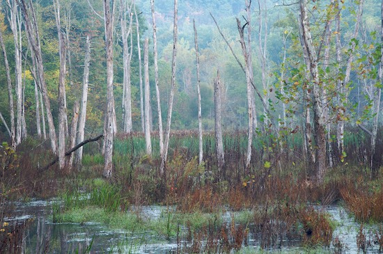 Ataya Tract;Bark;Beaver;Bog;Branch;Branches;Herbaceous;Lake;Marsh;Mire;Muskeg;Plant;Pond;Reflection;Reflections;Swamp;Swamps;Tennessee;Tree;Tree Trunk;Trees;Trunk