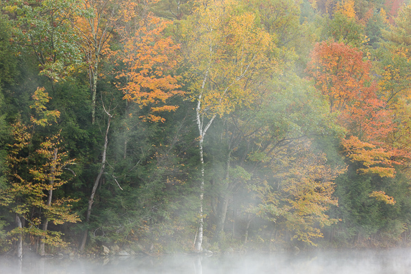 Autumn;Botanical;Branches;Calm;Creek;Emerald Lake;Fall;Fallen;Fog;Forest;Forested;Gold;Healing;Health care;Healthcare;Leaf;Mist;Nature;Obscured;Pastoral;Timber;Timberland;United States;Vermont;Water;Waterscape;Wood;Woodland;Woods;Yellow;branch;flowing;foggy;foliage;green;haze;landscape;leaves;mist;misty;oneness;orange;peaceful;plant;rapids;red;restful;river bank;serene;soothing;tranquil;trees;zen