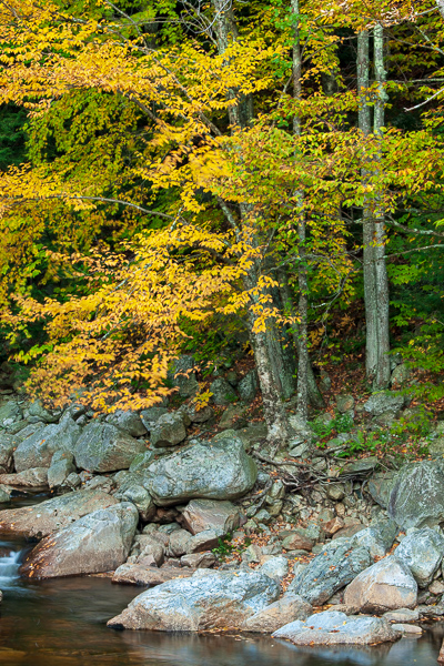 Autumn;Botanical;Boulder;Boulders;Branches;Brown;Calm;Creek;Fall;Flow;Forest;Forested;Gold;Healing;Health care;Healthcare;Herbaceous;Leaf;Nature;Pastoral;River;Rock;Rock formations;Rocks;Rocky;Stone;Stones;Stream;Stream Bank;Tan;Timber;Timberland;Tree;United States;Vermont;Water;Wood;Woodland;Woods;Yellow;botanicals;flowing;foliage;green;landscape;leaves;limbs;oneness;orange;peaceful;plants;rapids;reflection;reflections;restful;river bank;serene;soothing;tranquil;tree limbs;tree trunk;trees;trunk;zen