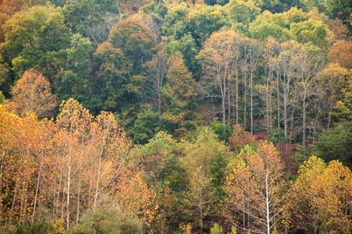 Ataya Tract;Autumn;Couchville Cedar Glade State Natural Area;Cumberland Mountain;Fall;Forest;Habitat;Logging;Seasons;Tennessee;Timber;Timberland;United States;Wood;Woodland;Woodlands;Woods