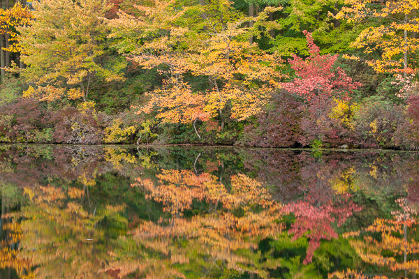 Autumn;Branches;Brown;Calm;Fall;Forest;Forested;Gold;Harriman State Park;Healing;Leaf;Mirror;Nature;Pastoral;Tan;Timber;Timberland;Tree;Water;Waterscape;Wood;Woodland;Woods;Yellow;foliage;green;lake;landscape;leaves;limbs;oneness;orange;peaceful;plants;pool;red;reflection;reflections;restful;serene;soothing;tranquil;tree limbs;trees;trunk;zen
