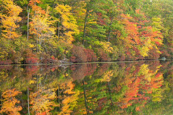 Autumn;Branches;Brown;Calm;Concepts;Cool Colors;Cool Palette;Cool Tones;Fall;Forest;Forested;Gold;Green;Greens;Habitat;Harriman State Park;Healing;Health care;Healthcare;Leaf;Leaves;Mirror;Nature;Oneness;Pastoral;Season;Seasons;Sunlight;Sunshine;Tan;Timber;Timberland;Tree;Warm Colors;Warm Palette;Warm Tones;Water;Waterscape;Wood;Woodland;Woods;Yellow;color;foliage;gray;green;lake;landscape;leaves;limbs;oneness;orange;peaceful;plants;pond;red;reflection;reflections;restful;serene;soothing;sunlit;tranquil;tree;tree limbs;trees;yellow