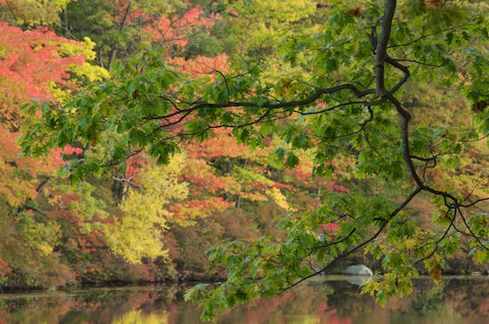 Bark;Branch;Branches;Forest;Gold;Green;Harriman State Park;Herbaceous;Lake;New York;Orange;Plant;Pond;Red;Reflection;Reflections;Rock;Timber;Timberland;Tree;Tree Trunk;Trees;Trunk;Wood;Woodland;Woodlands;Woods;Yellow