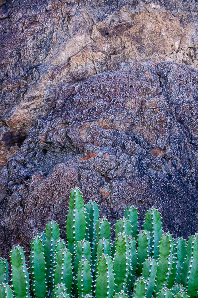 Abstract;Abstractions;Arizona;Blossom;Blossoms;Botanical;Cactus;Cool Colors;Cool Palette;Cool Tones;Floweret;Flowering;Flowers;Flowers & Plants;Gray;Green;Greens;Habitat;Nature;Pastoral;Phoenix;Plant;Rock;Rock formations;Rocks;Saguaro Natiional Monument;Stock categories;Textures;Tuscon;United States;Wabi Sabi;bloom;botanicals;color;desert;flora;floral;flower;landscape;oneness;patterns;peaceful;plants;serene;shapes