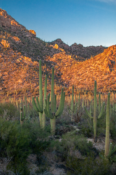 Aqua;Arizona;Beams;Blue;Cactus;Calm;Concepts;Cool Colors;Cool Palette;Cool Tones;Dusk;Gold;Green;Greens;Habitat;Healing;Health care;Healthcare;Hill;Illuminate;Light;Luminance;Mountain;Mountain Side;Mountain Top;Mountainous;Nature;Nightfall;Oneness;Orange;Pastoral;Sunbeam;Sundown;Sunlight;Tan;Twilight;Warm Colors;Warm Palette;Warm Tones;close of day;color;desert;dusk;evening;green;hillside;landscape;last Light;nightfall;peaceful;plants;rays;restful;serene;sky;soothing;sun;sundown;sunlit;sunset;tranquil;twilight;zen