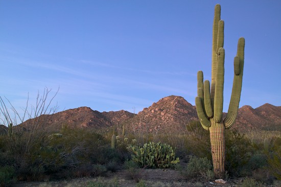 Arizona;Boulder;Cactus;Cliff;Desert;High;Ledge;Mountain;Mountain Top;Nature;Peak;Plants;Power;Powerful;Precipice;Rock Formations;Rocks;Scenic View;Scenics;Silhouette;Summit;Sunset;Vertical