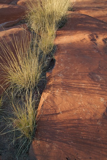 Abstract;Abstractions;Arizona;Grass;Green;Patterns;Plants;Red;Shadows;Shapes;Textures