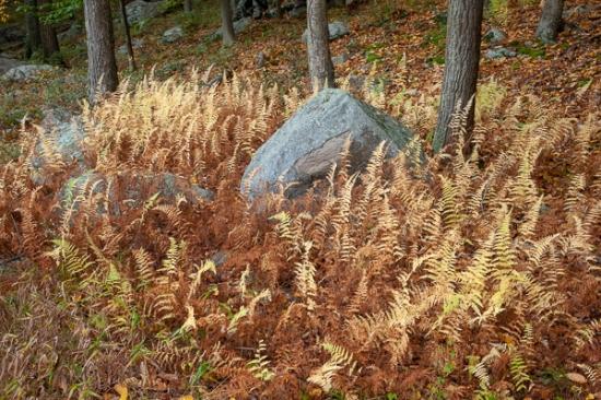 Autumn;Botanical;Boulder;Calm;Fall;Flowers & Plants;Forest;Harriman State Park;Healing;Nature;New York;Pastoral;Rock;Rock formations;Rocks;Rocky;Stone;Stones;Timberland;Tree;United States;Wabi Sabi;Warm Colors;Warm Palette;Warm Tones;Woods;Yellow;botanicals;botany;color;fern;ferns;flora;foliage;gray;green;landscape;leaves;oneness;orange;peaceful;plant;restful;serene;soothing;tranquil;tree trunk;trees;trunk;yellow;zen