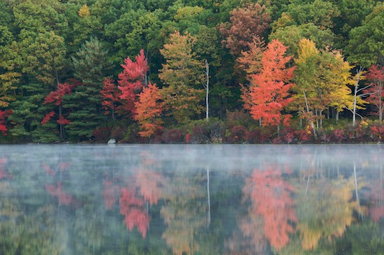 Autumn;Bark;Branch;Branches;Fall;Fog;Foggy;Foliage;Green;Harriman State Park;Haze;Herbaceous;Lake;Leaf;Leafy;Leaves;Mist;Misty;New York;Obscured;Orange;Plant;Red;Reflection;Reflections;Tree;Tree Trunk;Trees;Trunk;Vein;Yellow