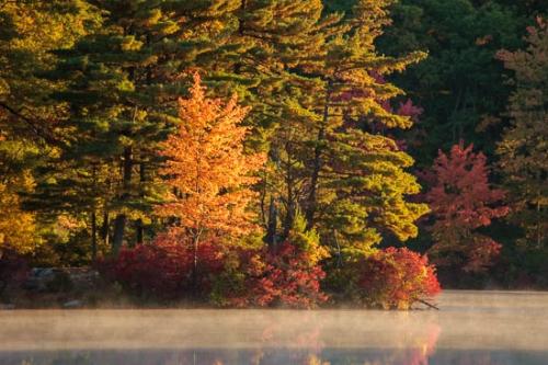Autumn;Brown;Fall;Forest;Forested;Gold;Green;Harriman State Park;Healing;Health care;Healthcare;Lake;Landscape;Leaves;Magenta;Mirror;Mist;Modern;Nature;New Jersey;New York;Obscured;Oneness;Orange;Pastoral;Peaceful;Pond;Ramapo Lake;Ramapo Mountains;Red;Reflection;Reflections;Seasons;Tan;Timber;Timberland;Tree;Trees;United States;Water;Waterscape;Wood;Woodland;Woodlands;Woods;Yellow;calm;contemporary;contemporary art;fog;foggy;haze;misty;modern art;pool;restful;serene;soothing;tranquil;zen