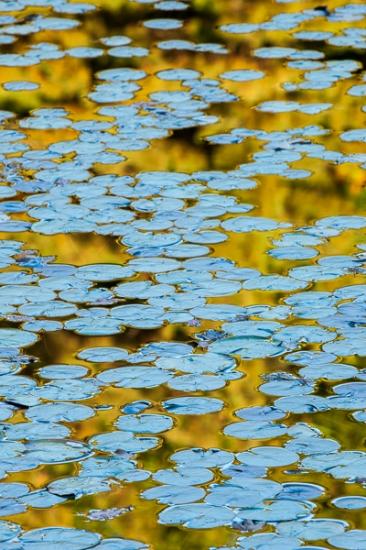 Abstract;Abstraction;Aqua;Blue;Botanical;Brown;Calm;Close-up;Flowers & Plants;Gold;Harriman State Park;Healing;Health care;Healthcare;Herb;Leaf;Lily Pad;Lily Pads;Line;Minimalism;Mirror;Modern;Nature;New York;Pastoral;Shape;United States;Wabi Sabi;Water;Waterscape;Yellow;botanicals;contemporary;contemporary art;green;lake;landscape;leaves;modern art;oneness;orange;oriental;pattern;peaceful;plant;pool;reflection;reflections;restful;serene;soothing;teal;tranquil;vegetation;zen
